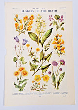 Vintage Botanical Book colour