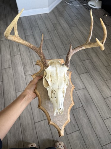Real white tail deer skull - deer,