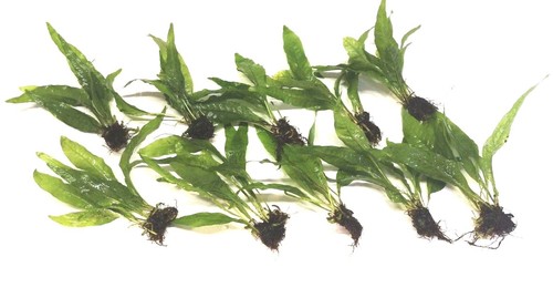 Java fern live - live, aquarium