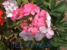 5 SEEDS - Pelargonium Ice Ripples F2, Freshly Harvested August 2025