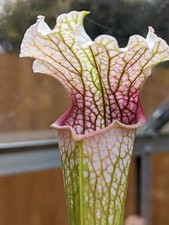 Sarracenia Pink Panther