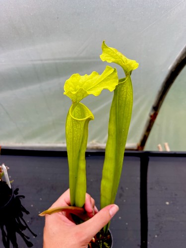 Sarracenia flava goldie leah - goldie, x