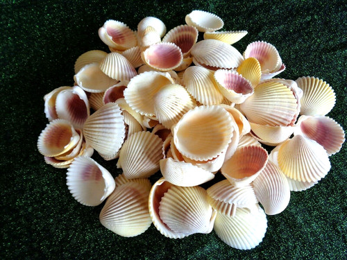 White yellow pink cockle - yellow,