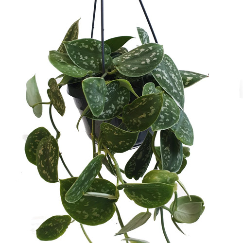 Satin pothos scindapsus pictus - pothos,