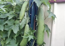 3 x Loofah Gourd Plant Plugs