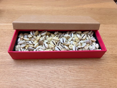 228 cowrie shells various - cowrie,