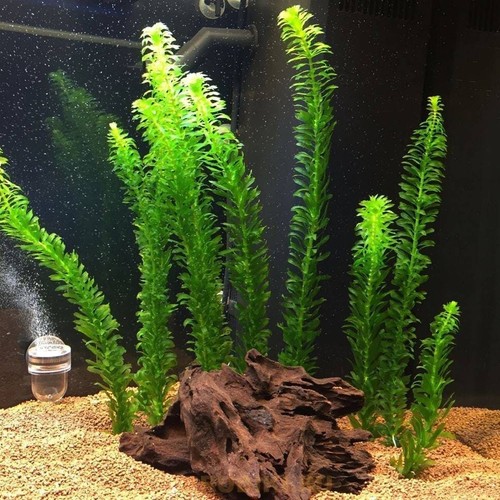 Elodea densa live aquarium - densa,
