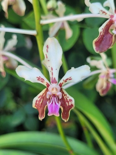 Vanda jairak geraldinoi - vanda,