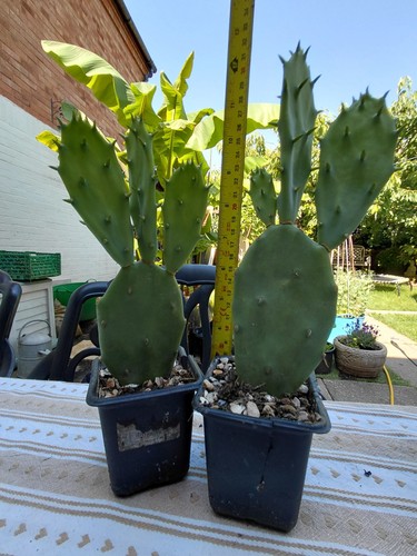 Prickly pear cactus - 2,