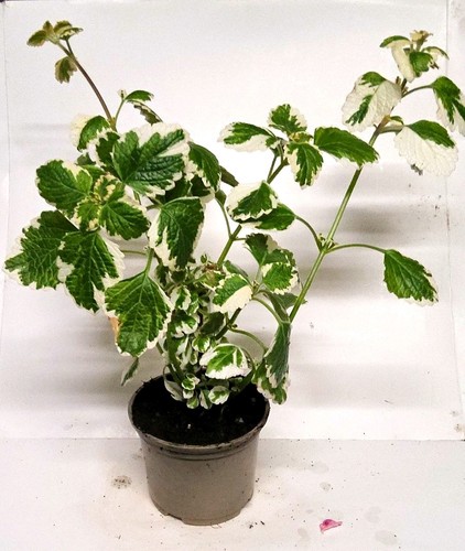 Variegated mint - variegated,