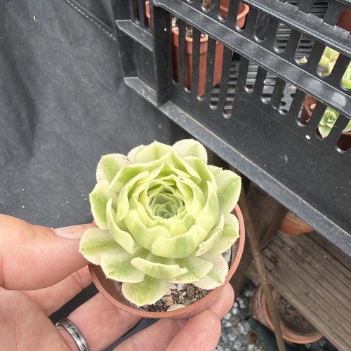 Aeonium manbach variegated - manbach,