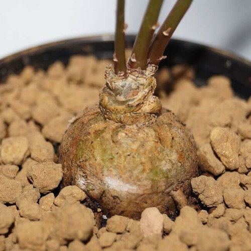 Talinum caffrum seeds - talinum,