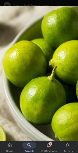 Indian lemon tree kagzi - indian,