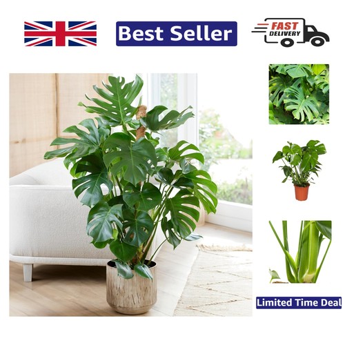 Elegant monstera swiss cheese - elegant,