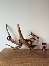 Driftwood Piece best, red windswept root Bogwood  for  vivarium, or Display