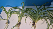 3x Spider Plant Babies
