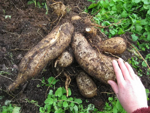 Alter native roots - alter, roots: