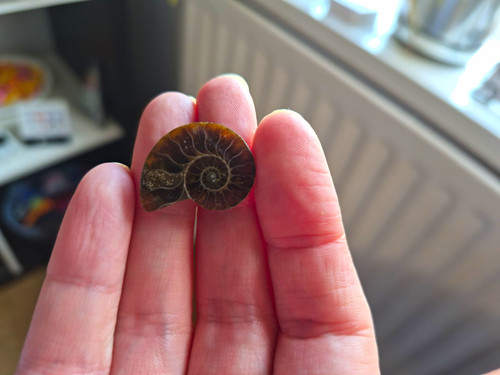 Small ammonite fossil - small,