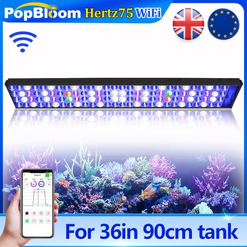 Popbloom h75 reef - popbloom,