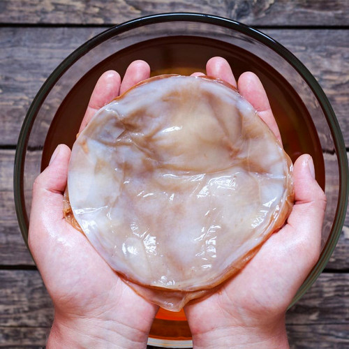 Organic kombucha scoby culture - scoby,