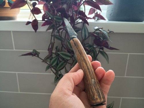 Antique stag antler - stag, pruning