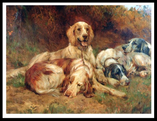 English setter dogs - english, dog