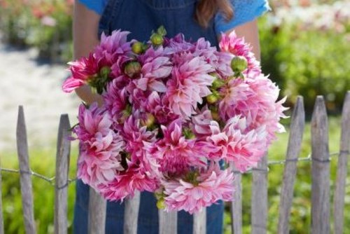 Dahlia tuber cafe - dahlia, lait
