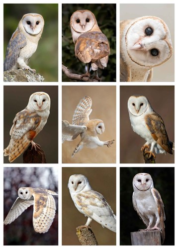 Barn owl birds - barn, poster