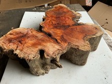 Yew ,yew Cookie,multi Stem Yew