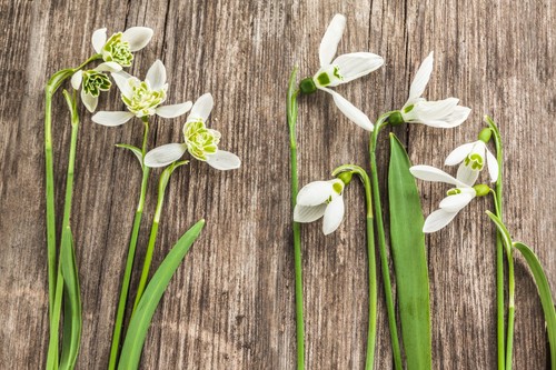 Long flowering season - long,
