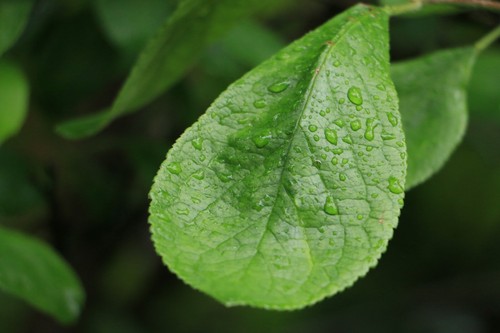New plum tree cuttings plant - new,