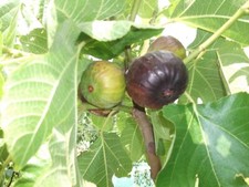 6  FIG TREE  CUTTINGS - FICUS GUSTISSIMO PERRETTA- LARGE SWEET RED FLESH FRUIT