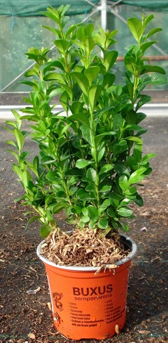 Hedging buxus sempervirens - hedging,