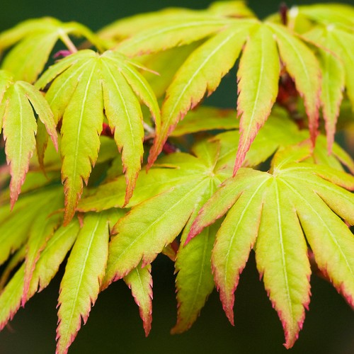 Acer palmatum sango kaku - palmatum, 'sango-kaku'