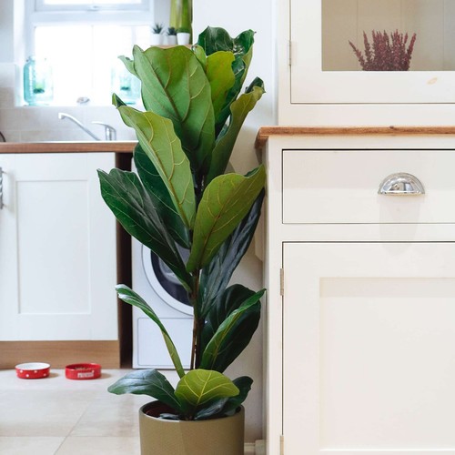 Fiddle leaf fig - fig, 90cm