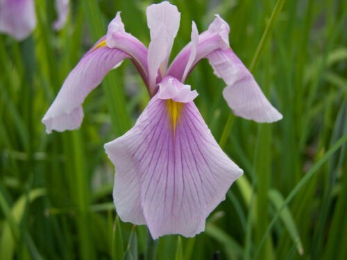 Iris laevigata rose queen - iris,