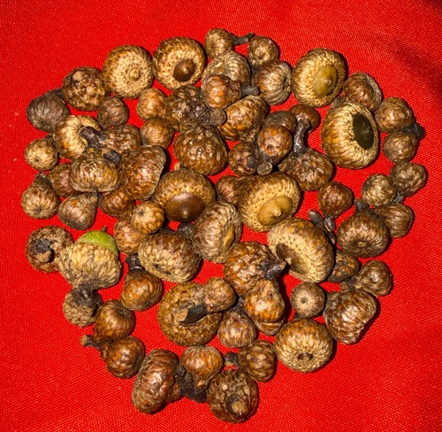 Scarlet oak acorns wild - scarlet,