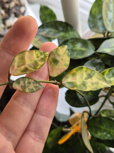 Hoya lacunosa amarillo - lacunosa,