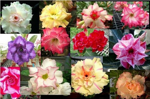 Adenium obesum seeds - x,