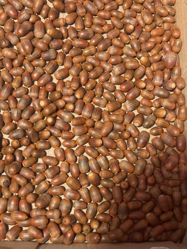 425 pin oak acorns - 425,