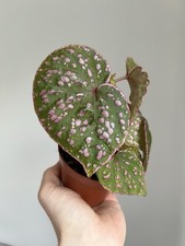 Begonia sp. Muara Wahau - Rare