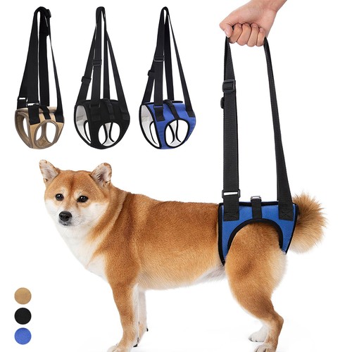 Dog lift sling for - dog, back