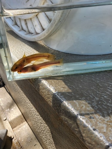 Speckled madtom catfish - 2,