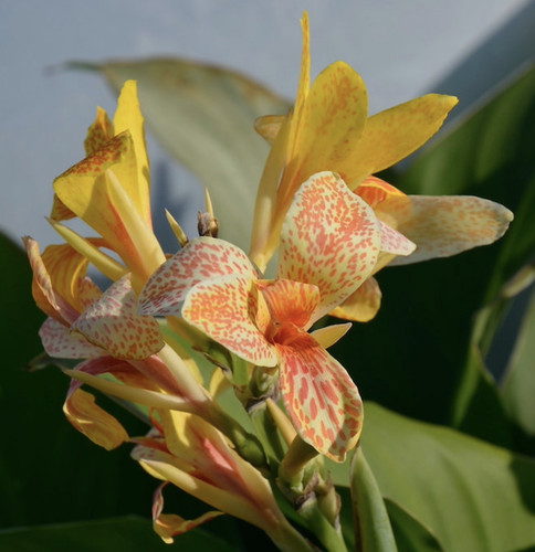 Canna tenerife plug - plant, |