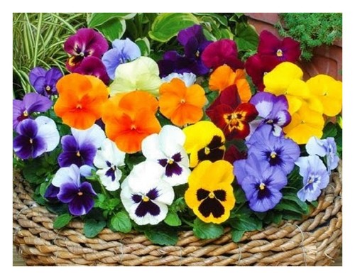 400 seeds winter flowering - seeds,