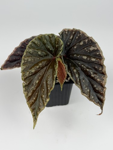 Begoniaddict hybrid begonia - begoniaddict,