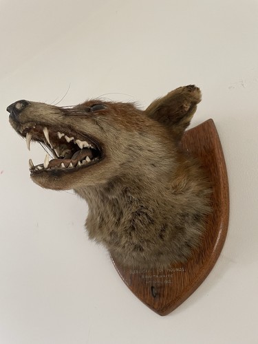1912 antique taxidermy fox - antique,