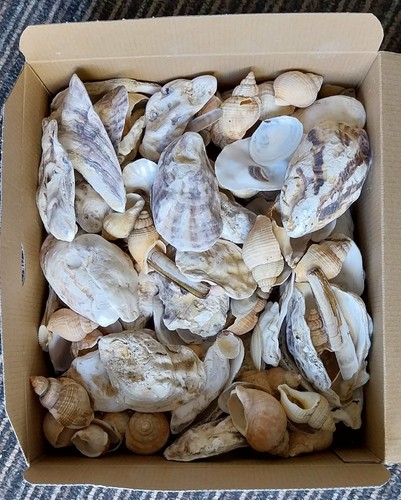 2kg assorted mixed seashells - 2kg,