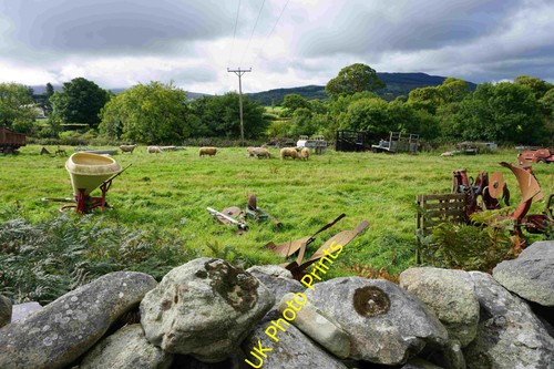 Photo sheep and discarded - photo,