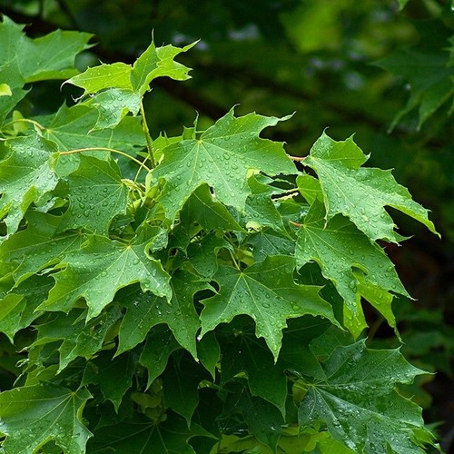 Norway maple tree acer - 2x, |